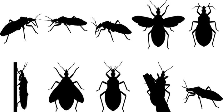 Collection of kissing bug silhouettes including winged adults and nymphs for medical entomology