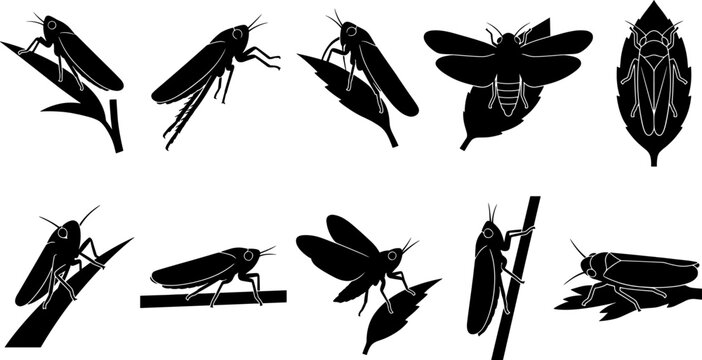 Collection of leafhopper and cicada silhouettes perched on leaves for biological research graphics