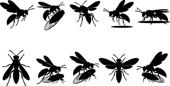 Cicada killer wasp silhouette bundle showing large insects carrying prey and flying in different directions