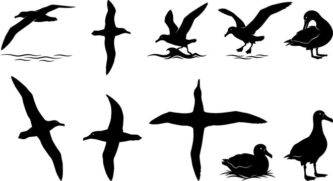 Collection of albatross bird silhouettes soaring and swimming for oceanic wildlife bundle pack