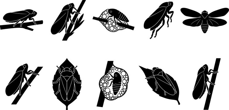 Collection of spittlebug silhouettes and nymphs in foam nests for agricultural pest analysis