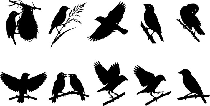 Collection of sparrow silhouettes with nest and branches for songbird nature design set