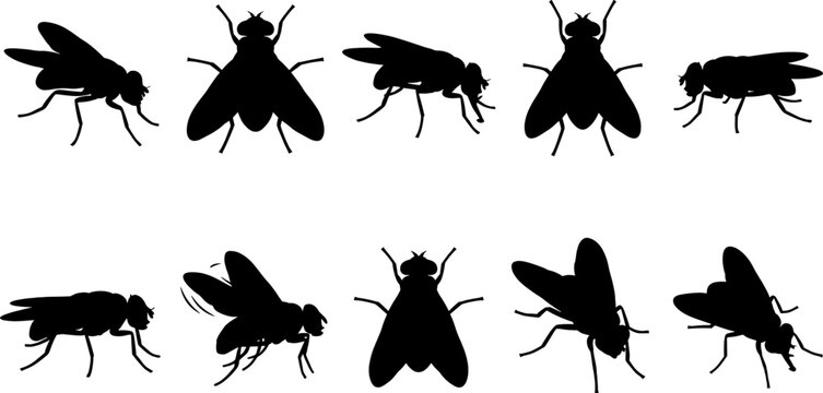 Common fly silhouette variety set with multiple perspectives of household pest insects