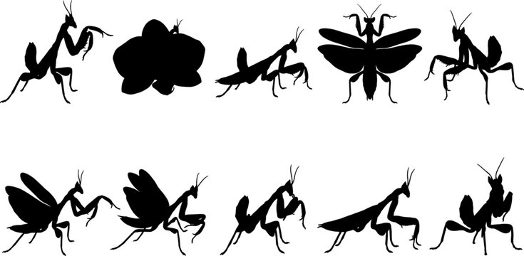 Creative collection of orchid mantis silhouettes mimicking flowers and hunting prey in garden environments