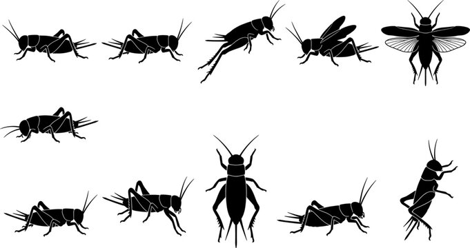 Cricket insect silhouette set displaying jumping and resting poses for nature design bundle
