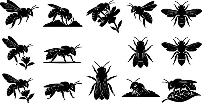 Detailed bee silhouette collection featuring insects with visible textures and patterns while pollinating garden flowers