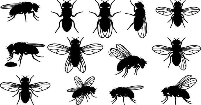 Domestic housefly silhouette set collection with multiple insect poses and feeding behaviors