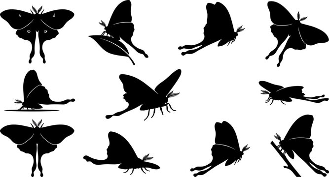 Elegant bundle of luna moth silhouettes flying and resting on branches in night garden settings