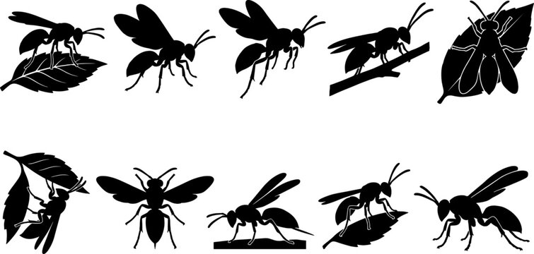 Flying wasp silhouette collection set displaying various wing positions and body angles