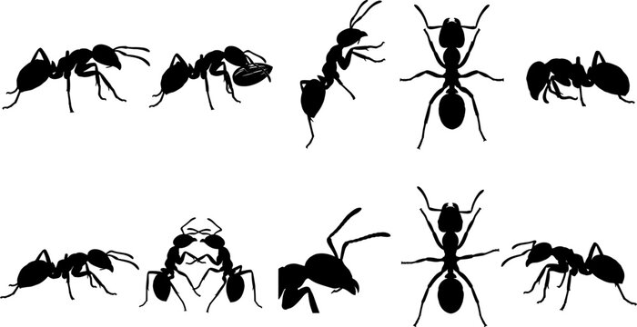 Food carrying ant set showing silhouettes of workers and top down colony elements pack