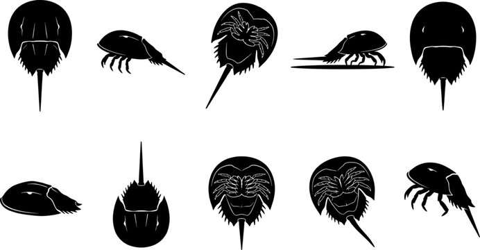Horseshoe crab silhouette set collection featuring various top and bottom view poses