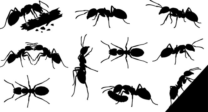 Interacting ant bundle containing silhouettes of colony members and various poses for graphic collection