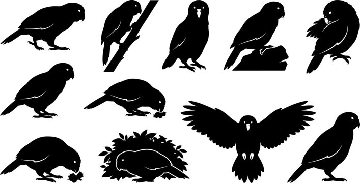 Kakapo parrot silhouette bundle displaying flightless birds from new zealand in several standing positions