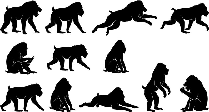 Large baboon silhouette collection showing primates walking and sitting on transparent background