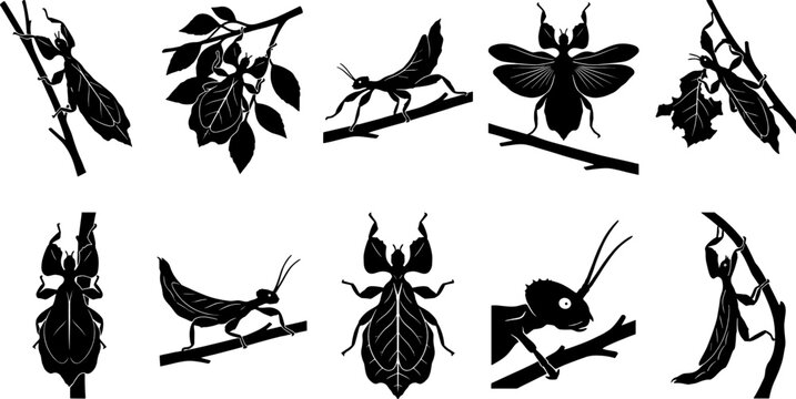 Leaf insect silhouette bundle featuring camouflaged phyllium species on branches for collection set