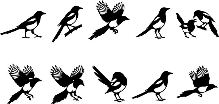 Magpie bird silhouette collection set featuring flying and perching poses on white