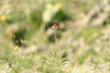 Fototapeta premium Close-up of a lone purple coneflower in a natural Texas field