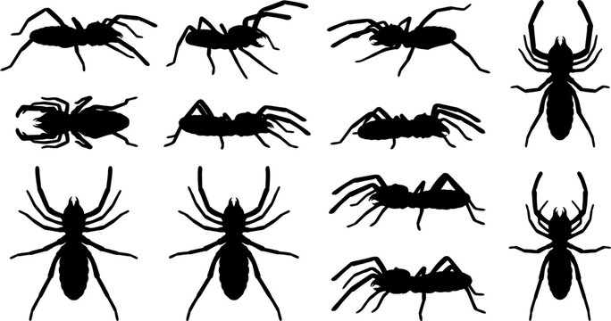 Scary camel spider silhouette pack showing solifugae arachnids with large jaws crawling in desert