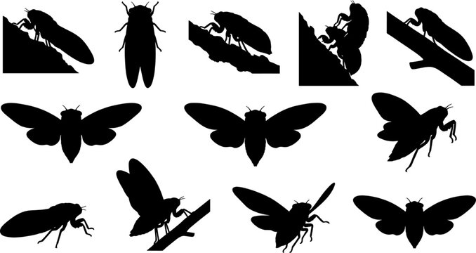 Seasonal group of cicada silhouettes resting and flying in summer forest landscape backgrounds