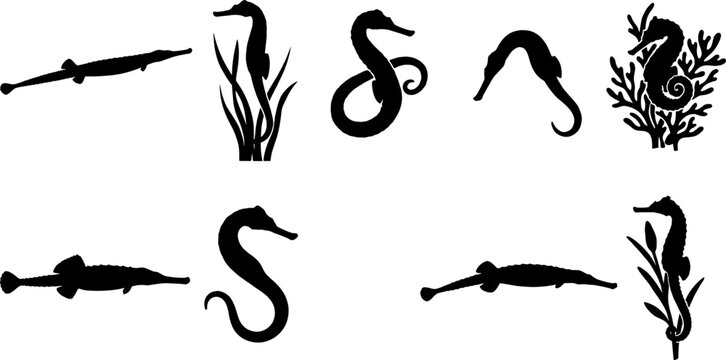 Seahorse and pipefish silhouette bundle set with aquatic plants on transparent background