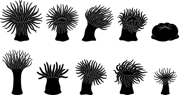 Sea anemone silhouette set presenting different species with various tentacle lengths and coral shapes