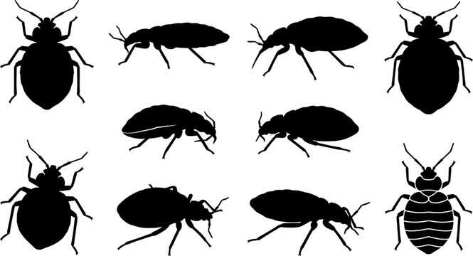 Set of bed bug silhouettes showing cimex lectularius in different life stages and orientations