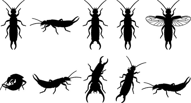 Set of earwig insect silhouettes including various poses and angles for graphic design pack