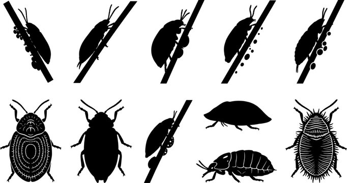 Set of scale insect and mealybug silhouettes on plant stems for agricultural study