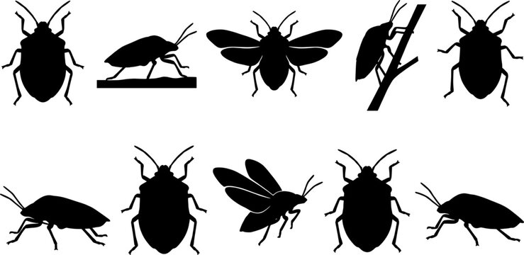 Set of shield bug silhouettes including mating pairs and insects in mid-flight