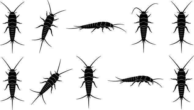Silverfish insect silhouette bundle featuring various top and side views for collection set