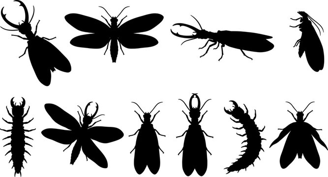 Snakefly and dobsonfly insect silhouette variety pack for predatory bug education