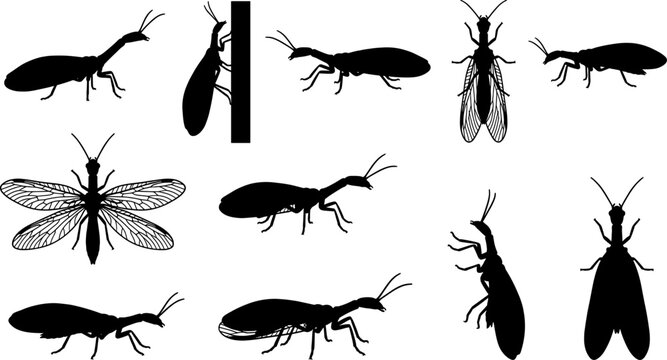 Snakefly predatory insect silhouette variety set for forest and woodland biology