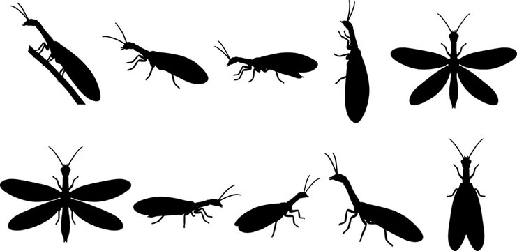 Snakefly insect silhouette bundle pack showing species with elongated neck-like prothorax elements