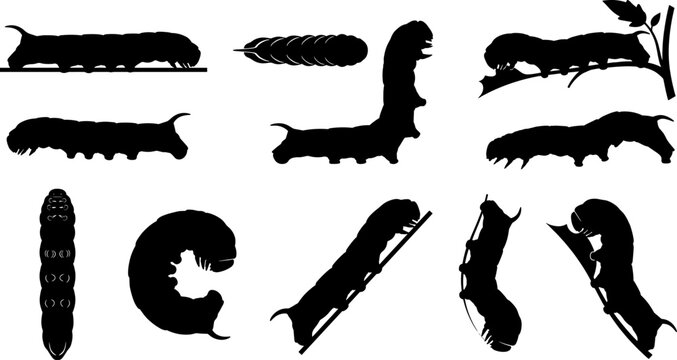 Sphingidae hawk moth caterpillar silhouette bundle pack showing different crawling and reaching poses