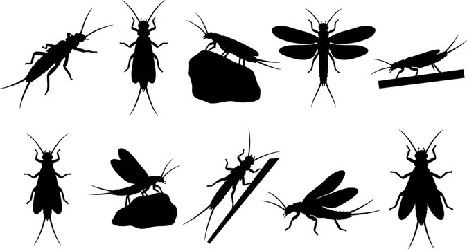 Stonefly insect silhouette collection set for freshwater stream and river biology