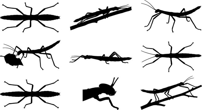 Stick insect silhouette set displaying camouflaged phasmids on branches for nature bundle collection