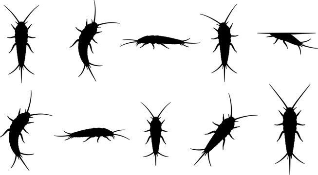 Silverfish insect silhouette pack showing common household pests from top and side view angles