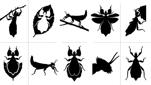 Unique elements of leaf insect silhouettes camouflaging and resting on foliage in forest habitats