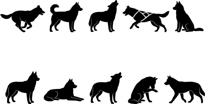 Variety of husky silhouettes depicting the sled dog running howling and sitting positions