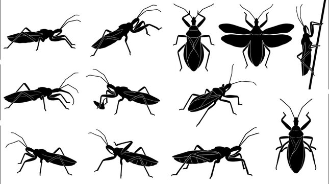 Variety of slender assassin bug silhouettes displayed in different crawling and feeding positions
