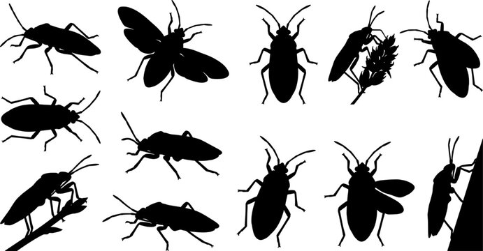 Variety pack of broad-headed bug silhouettes featuring alydidae species in different poses