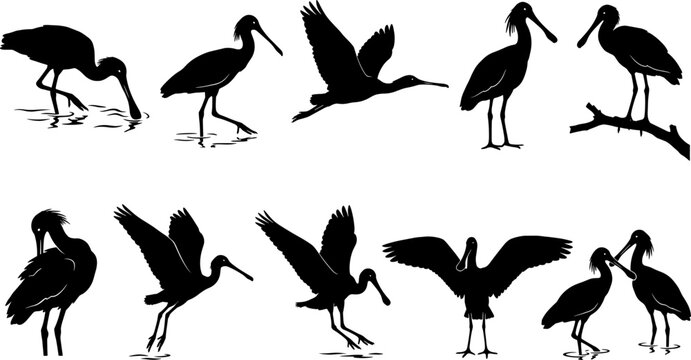 Variety pack of spoonbill bird silhouettes wading and flying for marshland wildlife set
