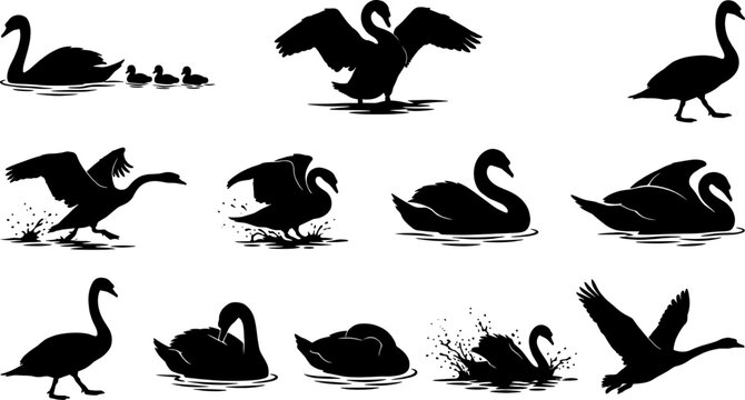 Variety pack of swan and cygnet silhouettes swimming and splashing for wildlife bundle