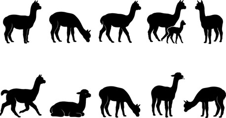 Naklejka premium Alpaca animal silhouette collection set standing grazing and walking on transparent background