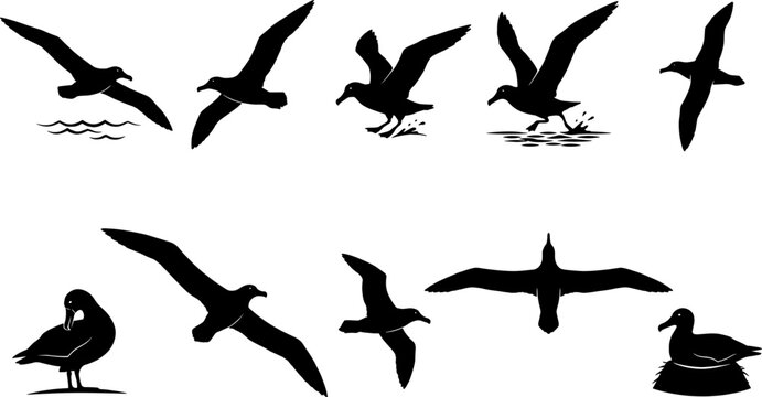 Albatross seabird silhouette bundle set showing large ocean birds flying and nesting