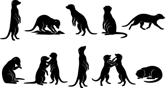 Alert pack of meerkat silhouettes standing on guard and playing in desert habitat scenes