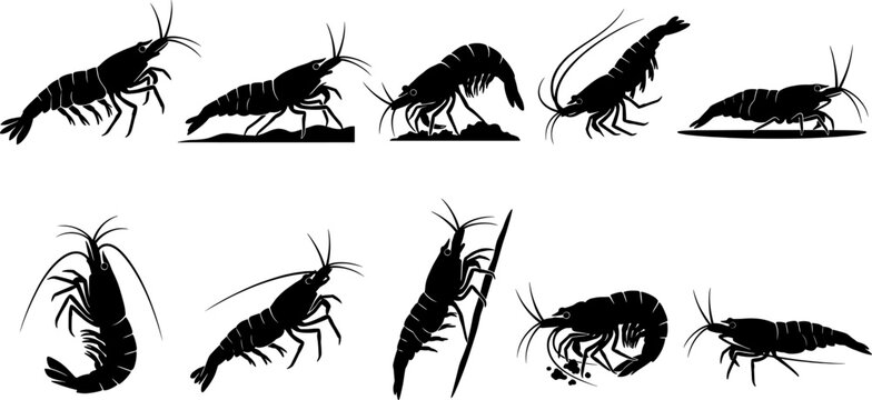 Animal set for shrimp silhouettes in various crawling and swimming positions for branding