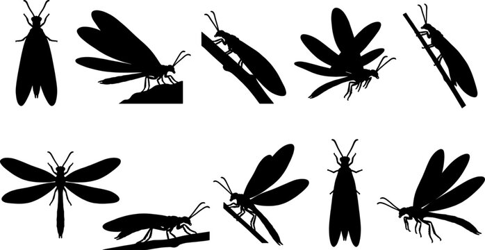 Alderfly and dobsonfly insect silhouette variety bundle for aquatic nature guides