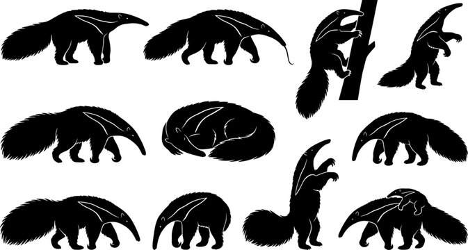 Giant anteater silhouette set featuring walking and climbing poses for zoo and wildlife conservation graphics