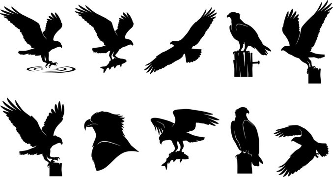 Fishing eagle silhouette bundle collection set displaying birds catching and carrying fish from water